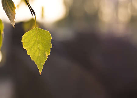 Beautiful Fall. Leaf of the tree over blurred background (shallow DOF)の写真素材