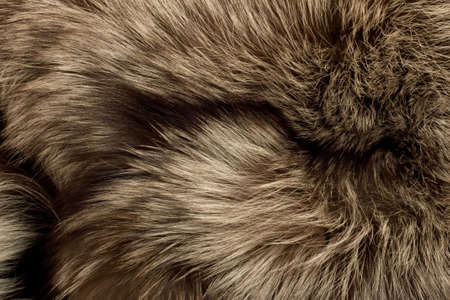 Polar Fox fur. Useful as texture or background