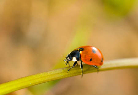 Spring comes. Closeup of ladybird on grassの写真素材