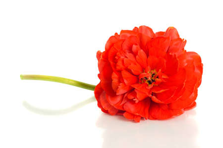 Red tulip isolated on white backgroundの写真素材