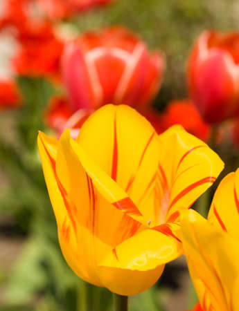 Spring flowers. Tulips in the gardenの写真素材
