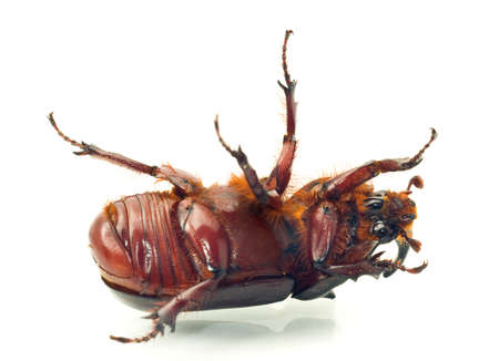 Macro. Belly of rhinoceros or unicorn beetle over white backgroundの写真素材