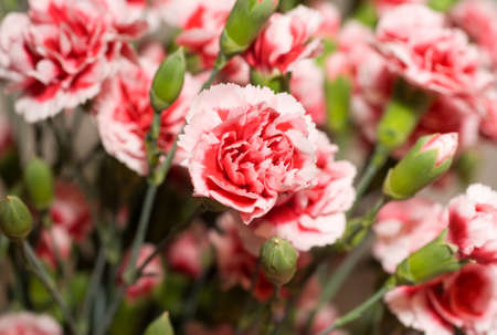 Beautiful carnation flowers or pinks in the flowerbedの写真素材
