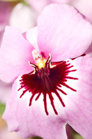Close-up of pink orchid (orchidaceae) in Keukenhof, Hollandの写真素材