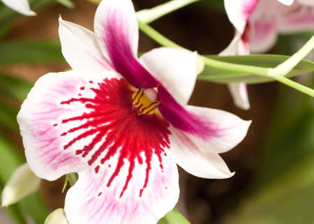 Close-up of cymbidium orchid blossom (orchidaceae) in Keukenhof parkの写真素材