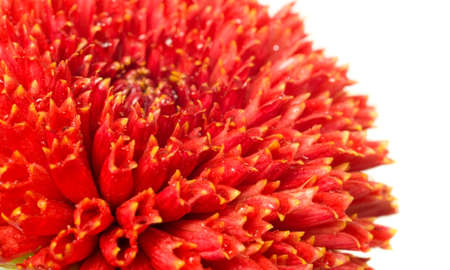 flower bud of red dahlia. Extreme close-up over whiteの写真素材