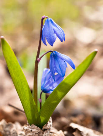 Spring comes: Squill flowers. Macro with shallow DOF