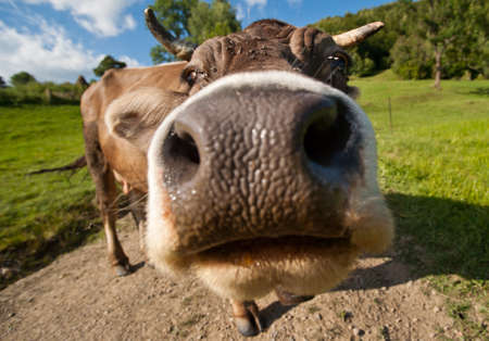 Curious funny cow on the meadow. Wide-angle shotの写真素材