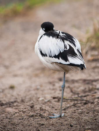 Pied avocet: sleeping wader on the river bankの写真素材