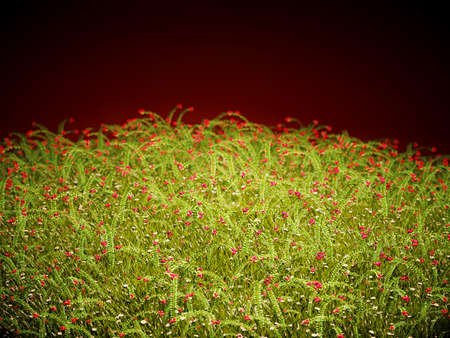 Cranberry thicket in the evening glowの写真素材
