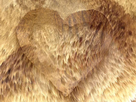 Heart shape on fox fur pattern. Large resolutionの写真素材