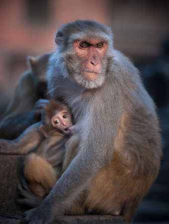 Mother Rhesus macaque nursing its baby  Shallow DOF, focus on femaleの写真素材