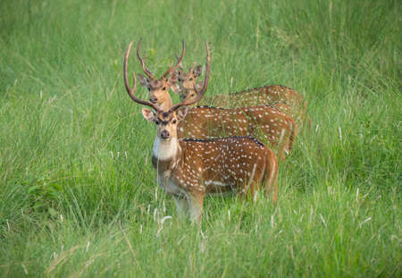 Sika or dappled deers in the wild. Captured in the jungle. Wildlife and animal photoの写真素材