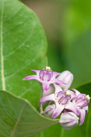 Calotropis procera or Apple of Sodom flowers and leaves. close up photo of blossomの写真素材