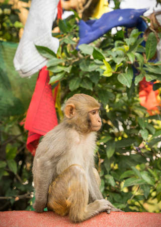 Monkey and prayer flags from Swayambunath temple in Kathmandu. Religion in Nepalの写真素材