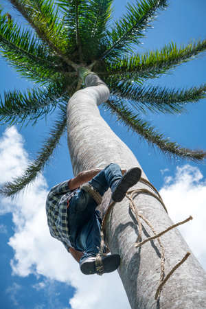 Adult male climbs tall coconut tree with rope to get coco nuts. Harvesting and farmer work in caribbean countriesの写真素材