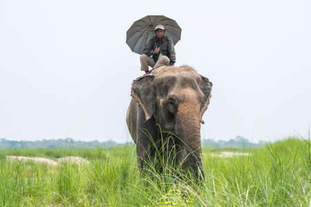 Mahout or elephant rider with umbrella riding a female elephant. Chitwan National Park, Nepal. Summer 2018. Wildlife and rural photo. Asian elephants as domestic animalsのeditorial素材