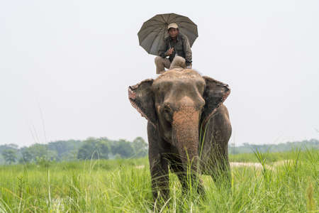 Mahout or elephant rider with umbrella riding a female elephant. Chitwan National Park, Nepal. Summer 2018. Wildlife and rural photo. Asian elephants as domestic animalsのeditorial素材