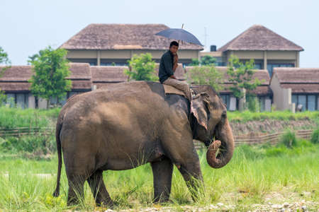 Mahout or elephant rider with umbrella riding a female elephant near luxury hotel. Chitwan National Park, Nepal. Summer 2018. Wildlife and rural photo. Asian elephants as domestic animalsのeditorial素材