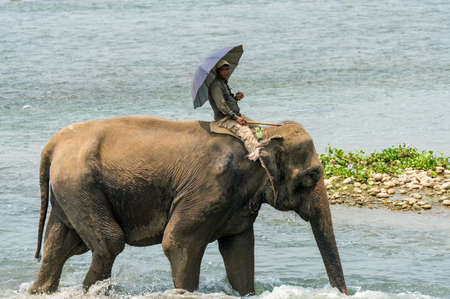 Mahout or elephant rider riding a female elephant in the river. Chitwan National Park, Nepal. Summer 2018. Wildlife and rural photo. Asian elephants as domestic animalsのeditorial素材