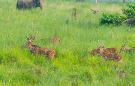 Sika or spotted deers herd in the elephant grass. Wildlife and animal photo. Japanese deer Cervus nipponの写真素材