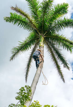 Adult male climbs tall coconut tree with rope to get coco nuts. Harvesting and farmer work in caribbean countriesの写真素材