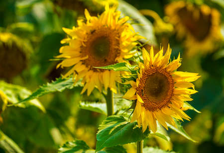 Sunflower and bees in the garden. Close-up and macroの写真素材