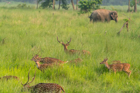 Sika or spotted deers herd in the elephant grass. Wildlife and animal photo. Japanese deer Cervus nipponの写真素材
