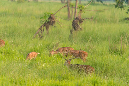 Sika or spotted deers herd in the elephant grass. Wildlife and animal photo. Japanese deer Cervus nipponの写真素材
