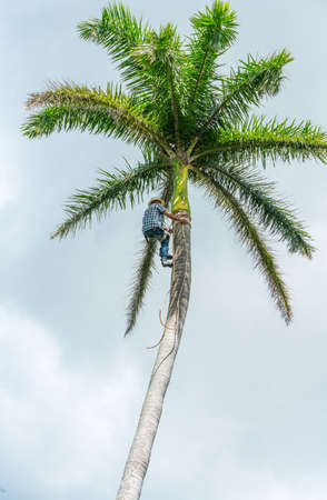 Adult male climbs tall coconut tree with rope to get coco nuts. Harvesting and farmer work in caribbean countriesの写真素材