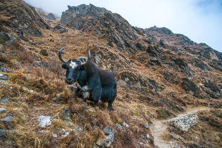 Yak or nak pasture on grass hills in Himalayas. Animals in Nepalの写真素材