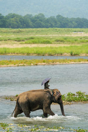 Mahout or elephant rider riding a female elephant in the river. Chitwan National Park, Nepal. Summer 2018. Wildlife and rural photo. Asian elephants as domestic animalsのeditorial素材