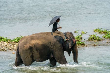 Mahout or elephant rider riding a female elephant in the river. Chitwan National Park, Nepal. Summer 2018. Wildlife and rural photo. Asian elephants as domestic animalsのeditorial素材