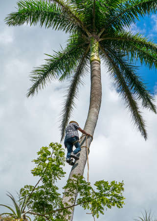 Adult male climbs tall coconut tree with rope to get coco nuts. Harvesting and farmer work in caribbean countriesの写真素材