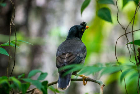 jungle myna bird. captured in the wild Acridotheres fuscus. Birdwatchingの写真素材