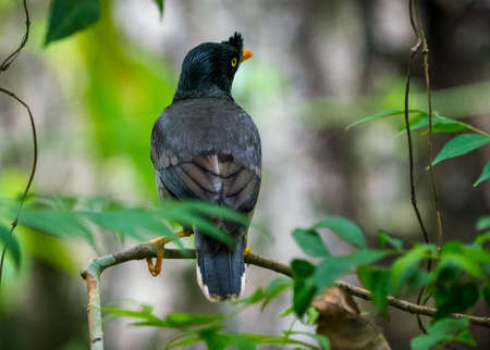 jungle myna bird. captured in the wild Acridotheres fuscus. Birdwatchingの写真素材