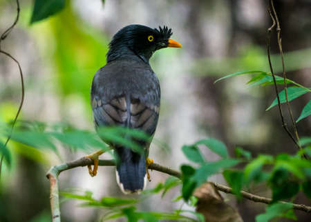 jungle myna bird. captured in the wild Acridotheres fuscus. Birdwatchingの写真素材