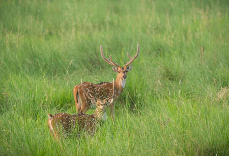 Sika or spotted deers herd in the elephant grass. Wildlife and animal photo. Japanese deer Cervus nipponの写真素材