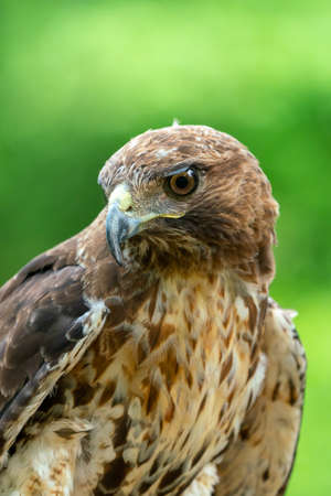 red-tailed hawk or Buteo jamaicensis close-up portrait. Wildlife photoの写真素材