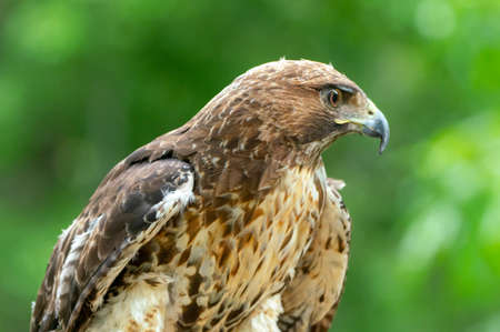 red-tailed hawk or Buteo jamaicensis close-up portrait. Wildlife photoの写真素材