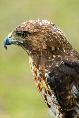 red-tailed hawk or Buteo jamaicensis close-up portrait. Wildlife photoの写真素材