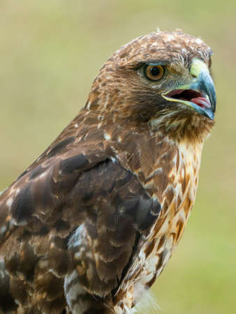 red-tailed hawk or Buteo jamaicensis close-up portrait. Wildlife photoの写真素材