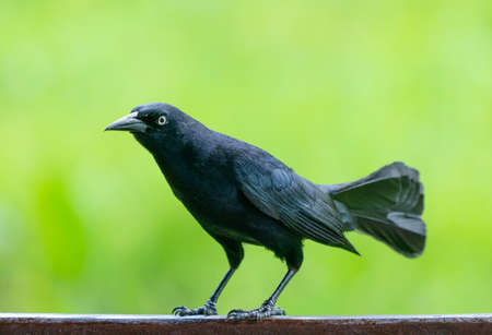 Carib grackle or Greater Antillean blackbird on green background. Birdwatching and wildlifeの写真素材