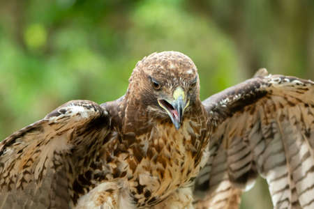 red-tailed hawk or Buteo jamaicensis close-up portrait. Wildlife photoの写真素材
