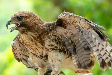 red-tailed hawk or Buteo jamaicensis close-up portrait. Wildlife photoの写真素材