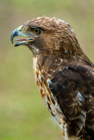 red-tailed hawk or Buteo jamaicensis close-up portrait. Wildlife photoの写真素材
