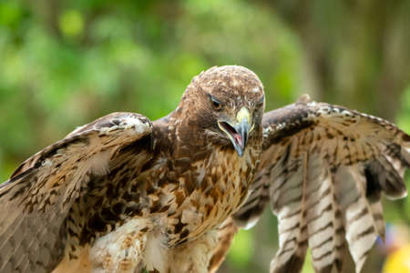 red-tailed hawk or Buteo jamaicensis close-up portrait. Wildlife photoの写真素材