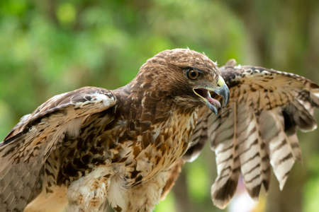 red-tailed hawk or Buteo jamaicensis close-up portrait. Wildlife photoの写真素材