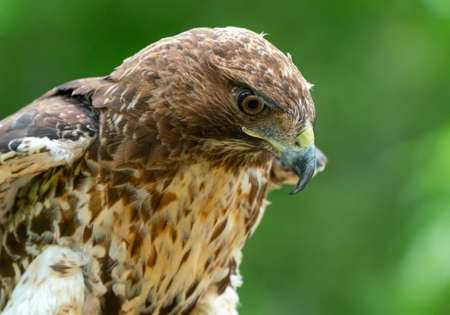 red-tailed hawk or Buteo jamaicensis close-up portrait. Wildlife photoの写真素材