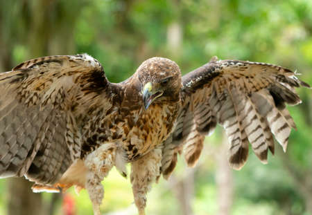 red-tailed hawk or Buteo jamaicensis close-up portrait. Wildlife photoの写真素材
